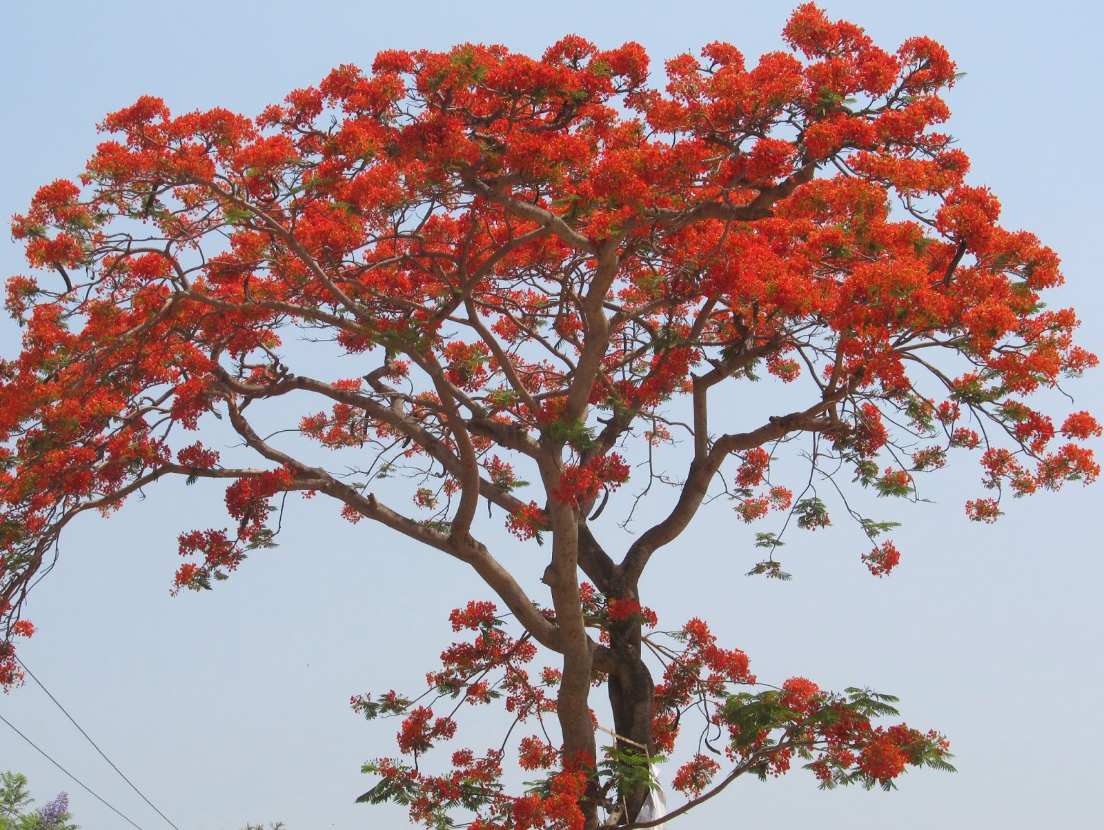 NATURAL & UNIQUE PHOTOGRAPHY GOLD MOHUR OR GULMOHAR