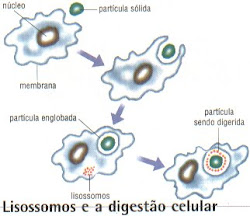 Ilustração da Fagocitose