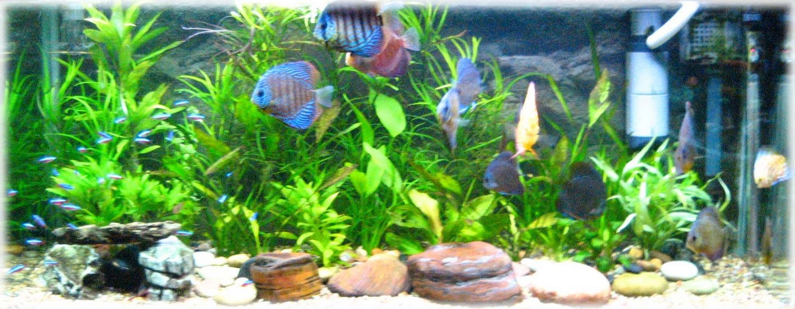 Discus Discus Fish Tank Mates
