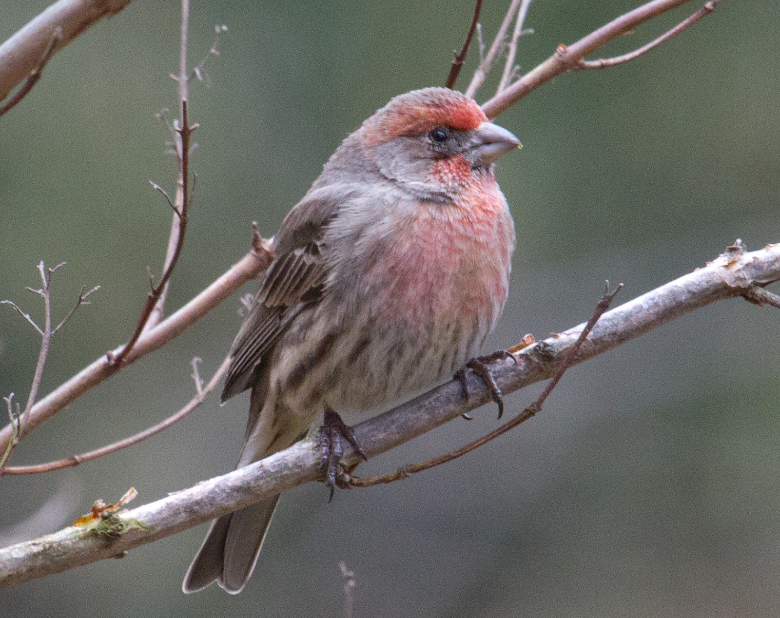 One Bird A Day: Day 48: House Finch