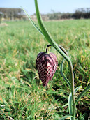 Snakes head  Fritillary 2012m12