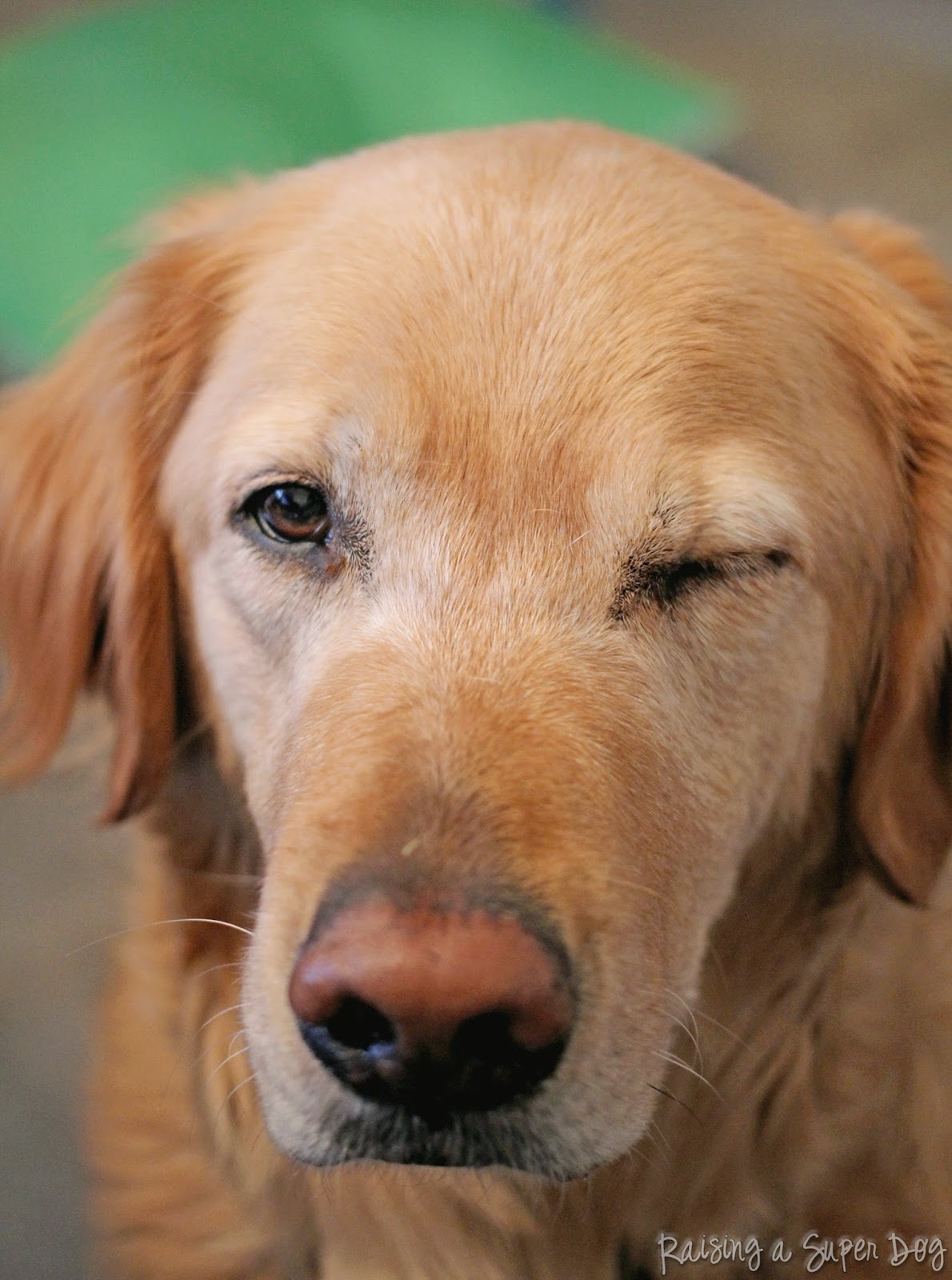 raising a super dog donnasword.com