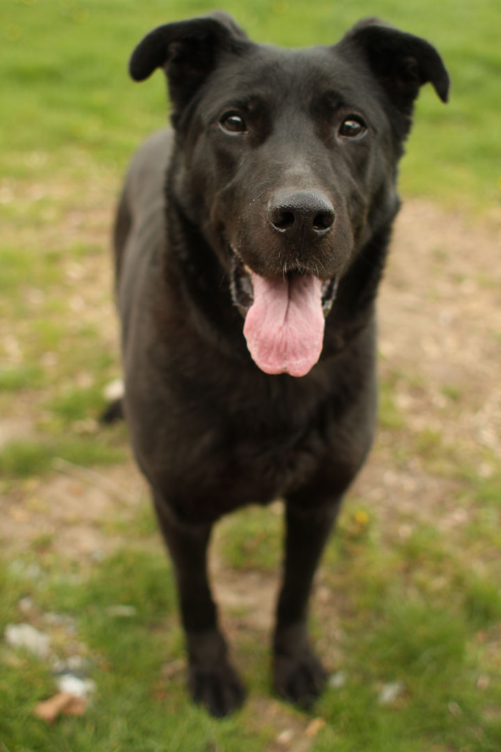 black lab german shepherd mix care labrador retriever german shepherd mix black lab german shepherd mix care labrador retriever german shepherd mix