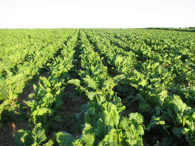 sugarbeet production growing sugar beet