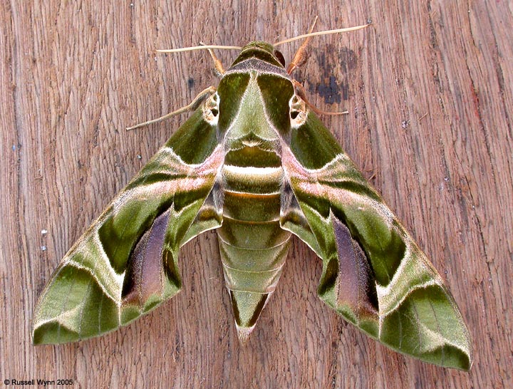 ba_Oleander_Hawk-moth.jpg