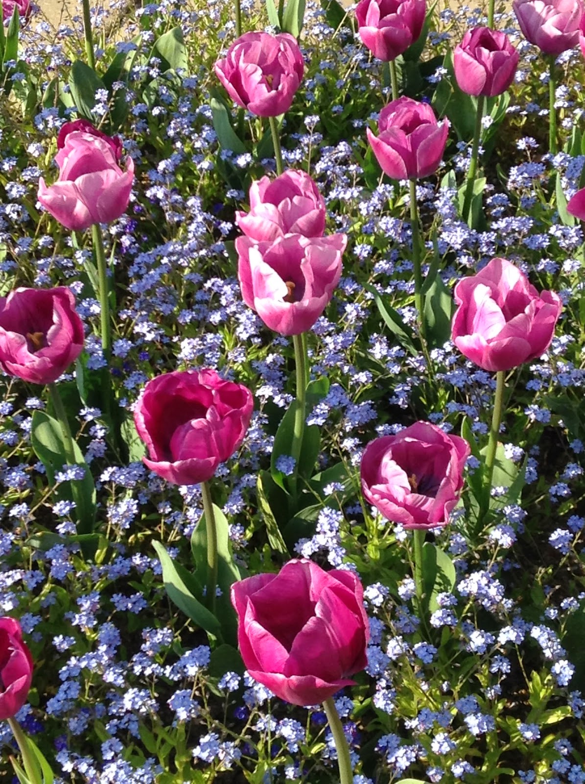Tulip combination at Great Dixter Garden - Photo by Noemi Mercurelli Tulip combination at Great Dixter Garden - Photo by Noemi Mercurelli
