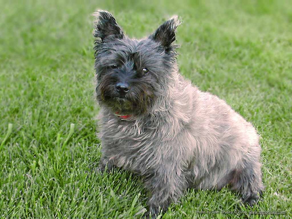 Funny Cairn Terrier