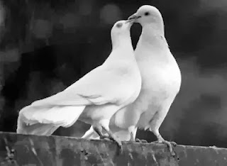 two-white-doves-love-wallpaper.jpg