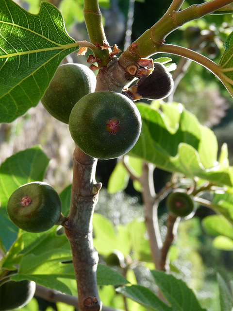 Kuai Nabaida: Higo la Flor del Fruto 1