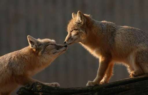 ANIMALS PLANET: Animals photo