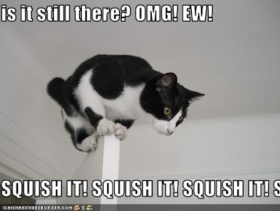 Cat funny picture