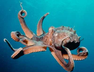 pet octopus