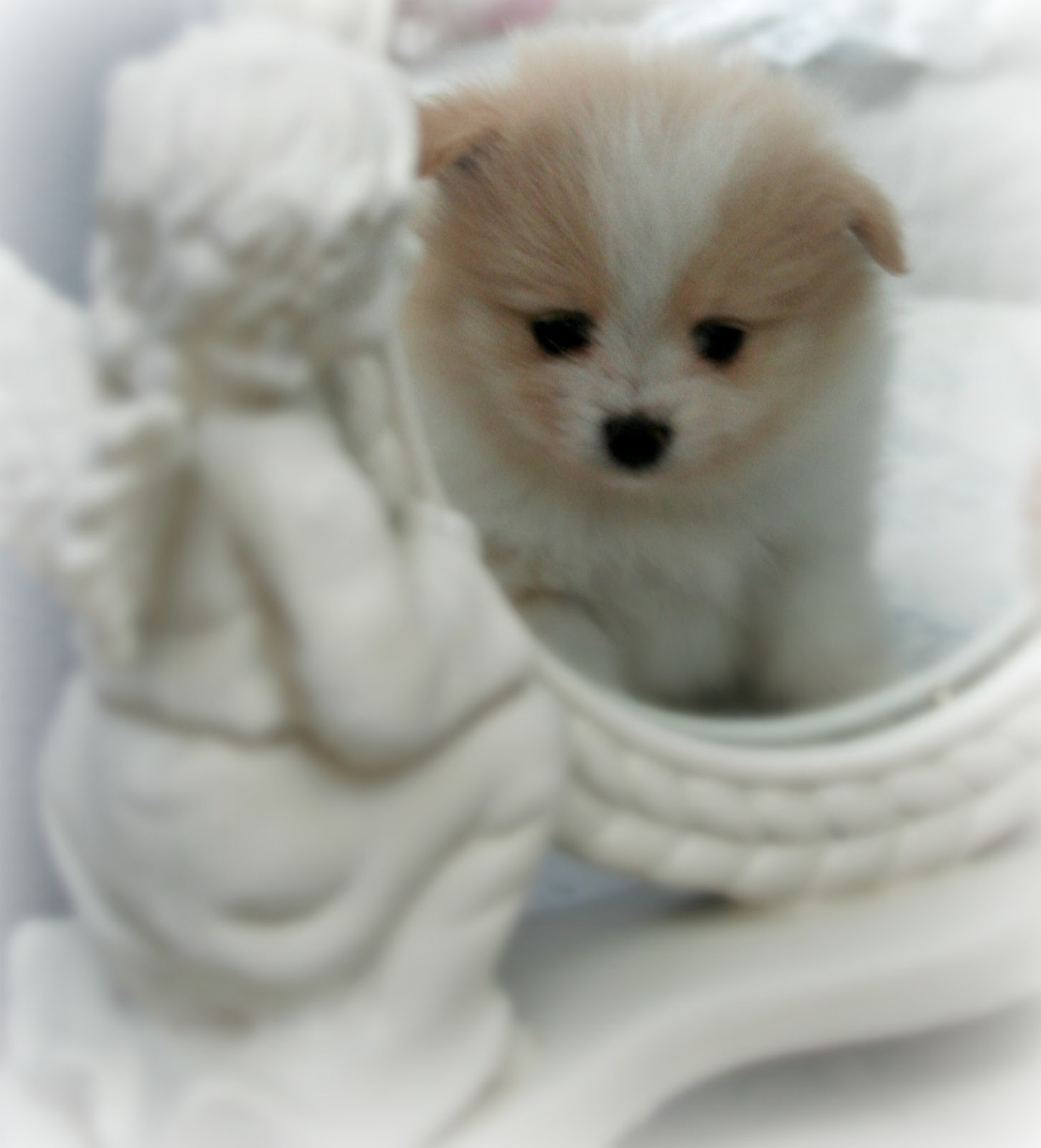 doll pomeranian teddy pomeranian breeds picture doll pomeranian teddy pomeranian breeds picture