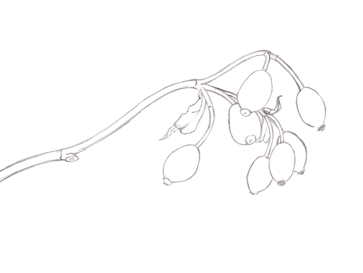 Line Drawing Pencil : Sigrid frensen rose hips in coloured pencil