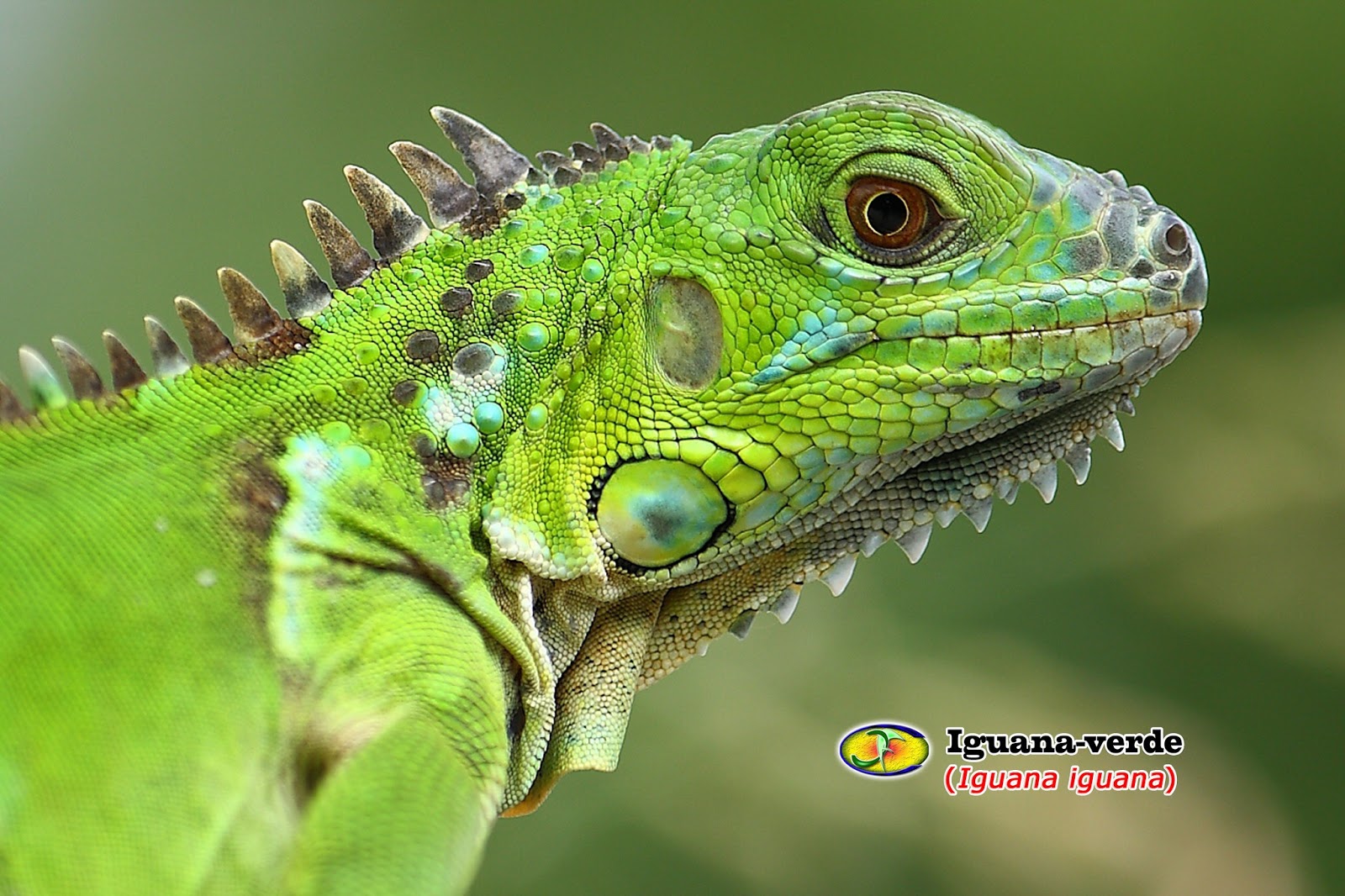 Zoologia Iguanaverde (Iguana iguana)