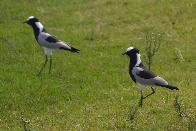 Blacksmith Plover