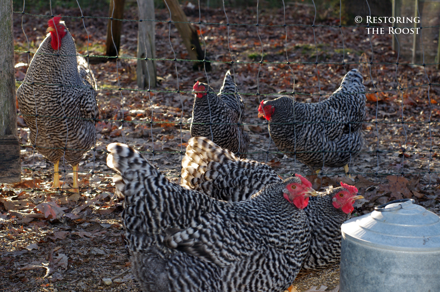 How to Protect Chicken Combs from Winter Cold How to Protect Chicken Combs from Winter Cold new pics How to Protect Chicken Combs from Winter Cold How to Protect Chicken Combs from Winter Cold new images