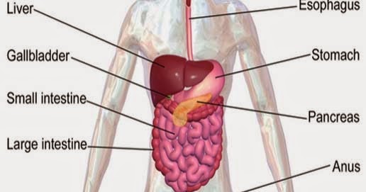 Encyclopedia of Biology: Human digestive system