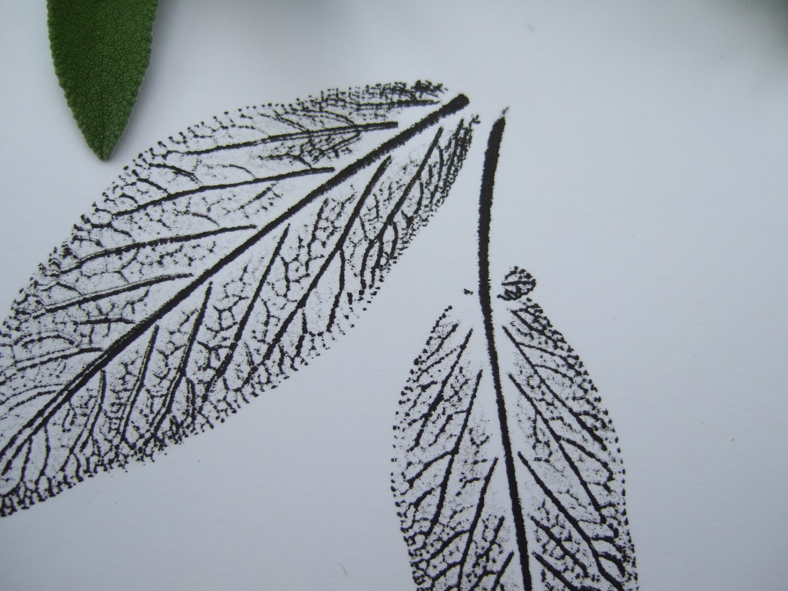 Linden Grove Nature Printing