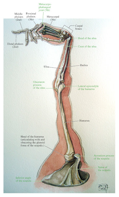Human Anatomy for the Artist: A Beautiful Exaggeration: More Student