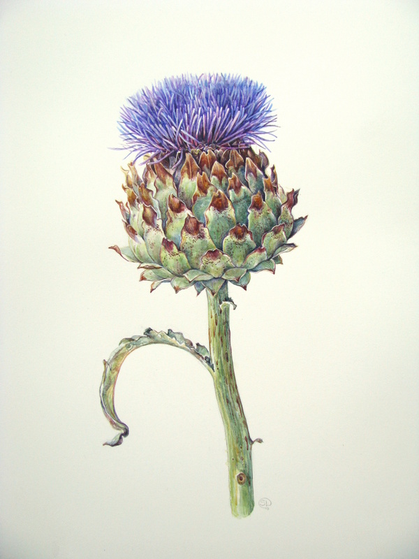 Botanical Sketches and Other Stories: The Artichoke