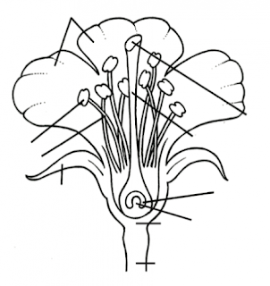 Parts of Flower