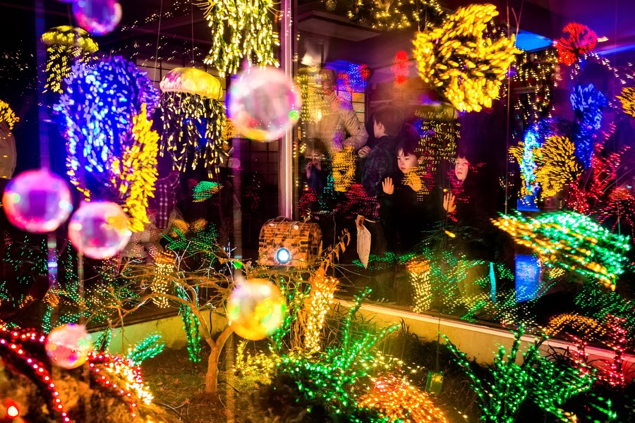 Jordan Stead Garden D Lights At The Bellevue Botanical Garden