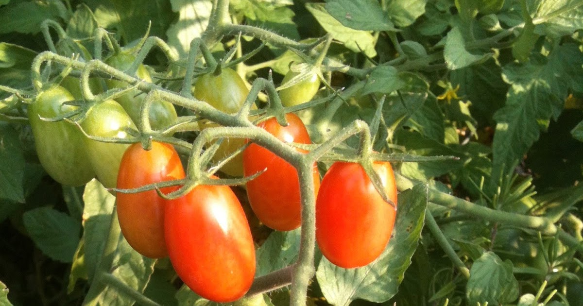 Live Abilities How to keep squirrels from eating garden tomatoes!