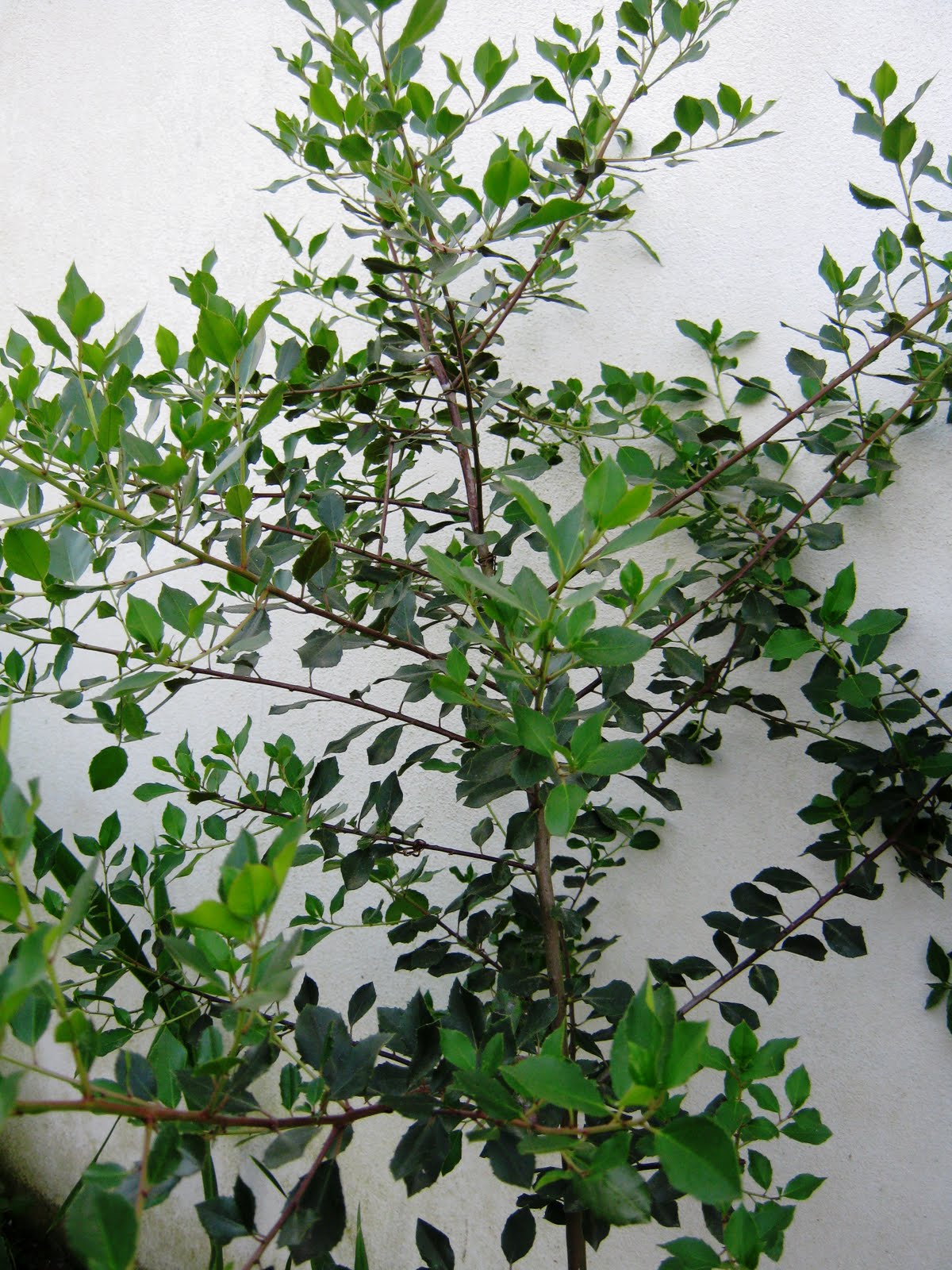 meu quintal meu jardim: ARBUSTOS E CULTURAS. NO MEU JARDIM E QUINTAL EM ATALAIA meu quintal meu jardim: ARBUSTOS E CULTURAS. NO MEU JARDIM E QUINTAL EM ATALAIA