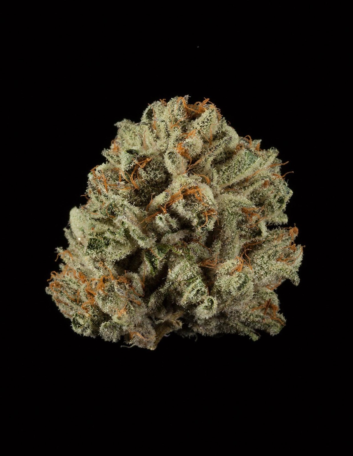 Three Queens | #cannabiscup Three Queens | #cannabiscup