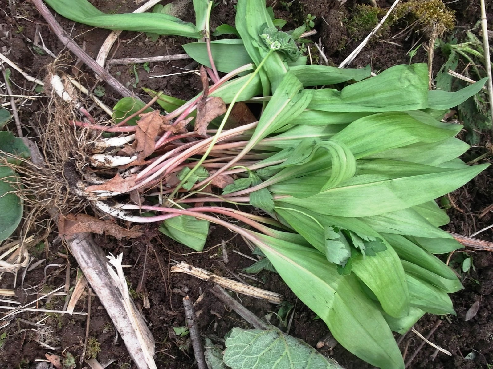 Eaton Rapids Joe Ramps (Allium tricoccum)