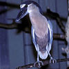 bird picture