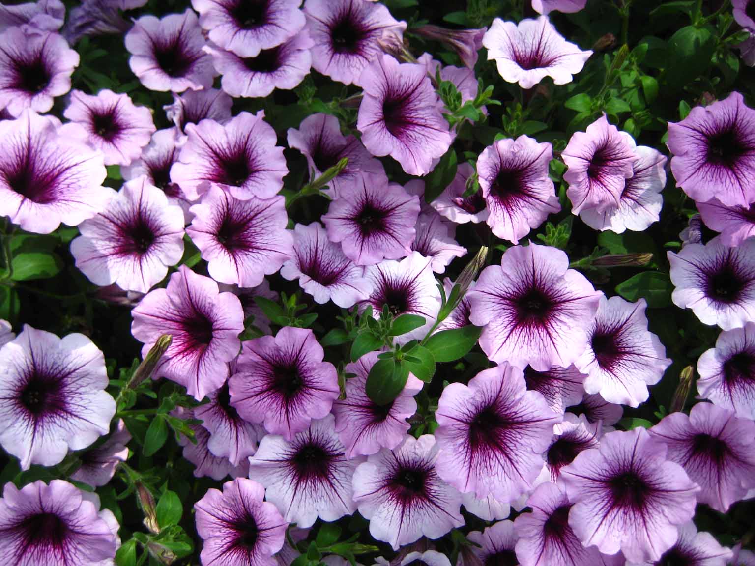 Pennsylvania State Flower Pictures Beautiful Flowers
