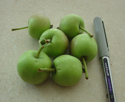 small apples picked off of Vicky's apple tree