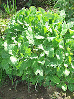 Ewiger kohl Ewiger kohl