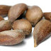 Seed healing cáncer 10000 times stronger than a chemotherapy