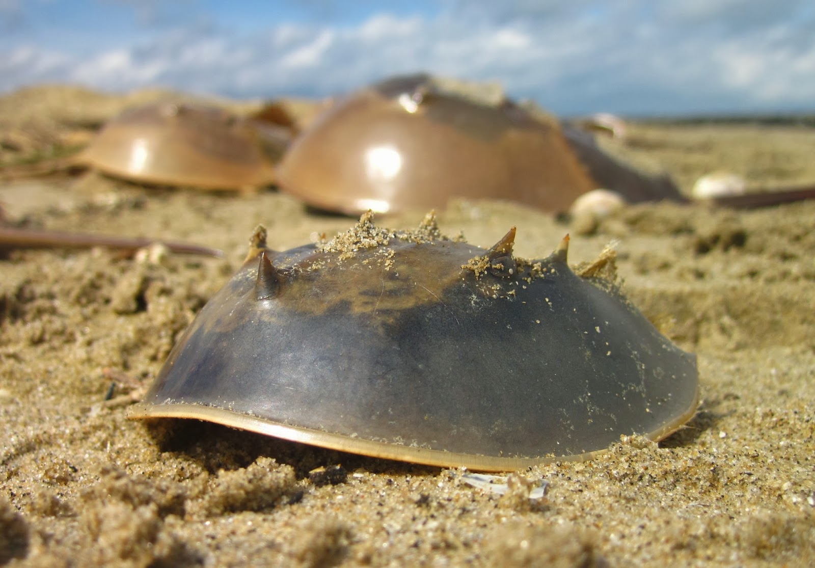 Nature on the Edge of New York City Why so Many "Dead" Horseshoe Crabs on the Beach?