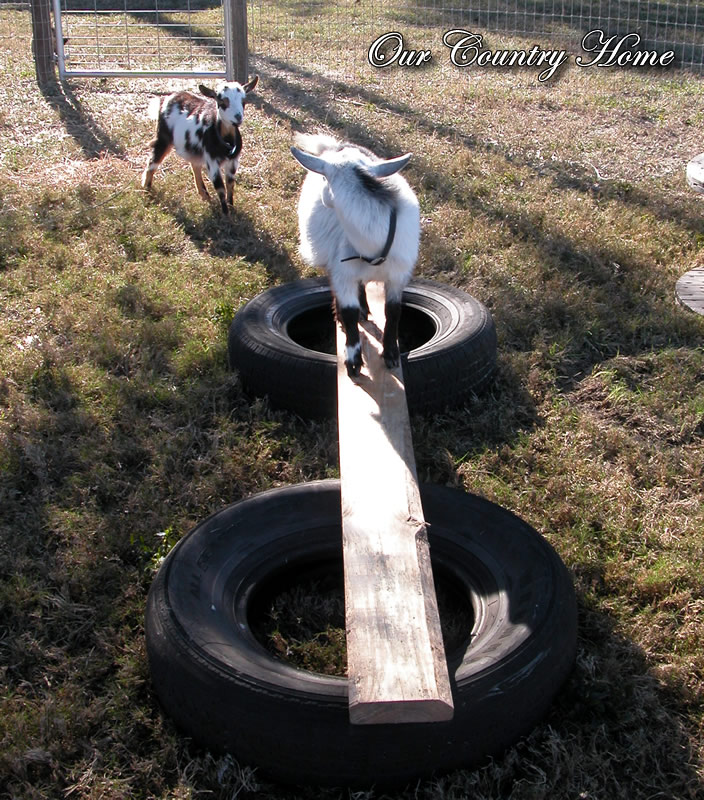 *Our Country Home... Goat Playground