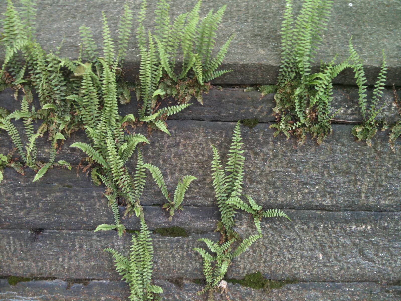 CREED Garden Inspiration