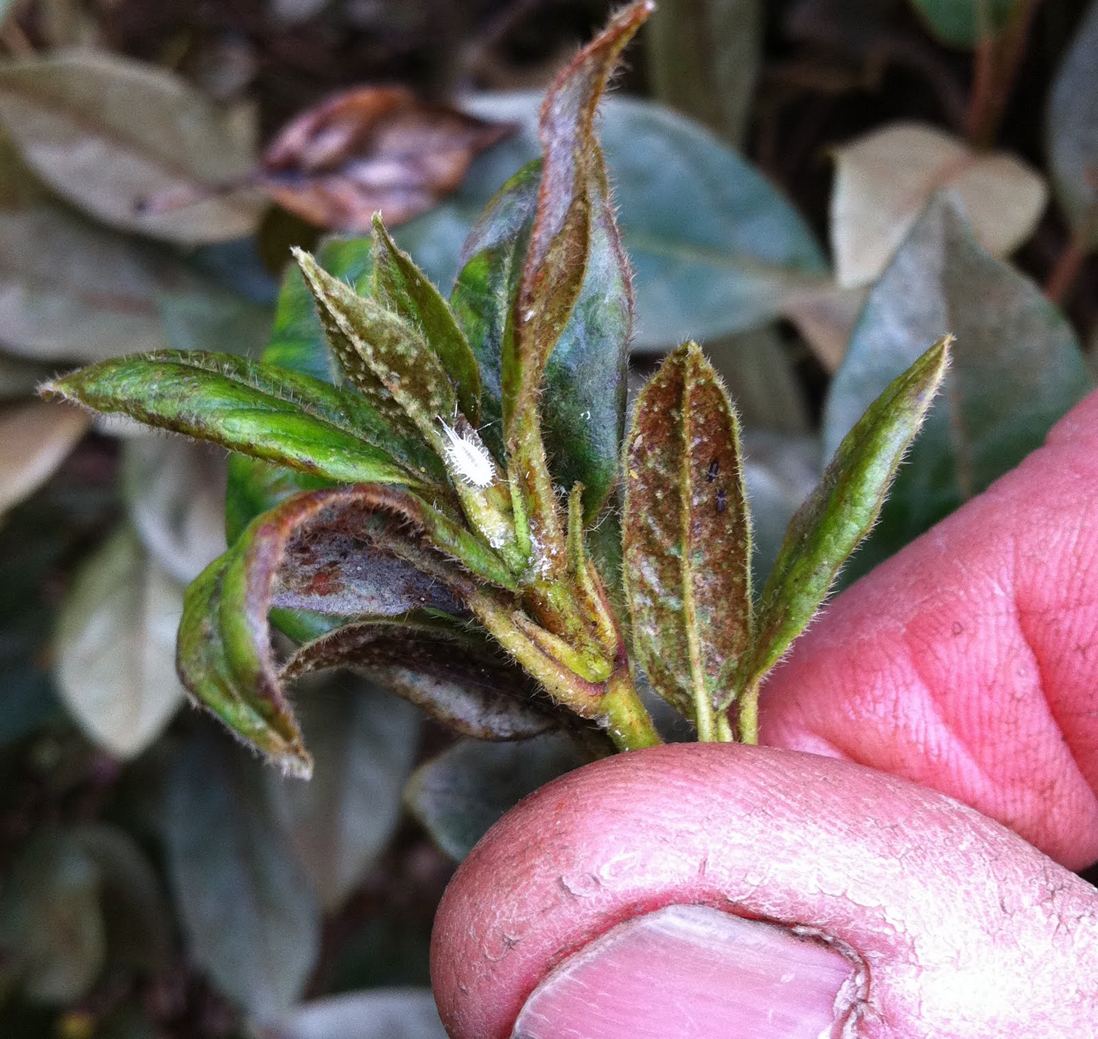 Em S Horticultural Diary Treating Pests And Diseases Wk 8
