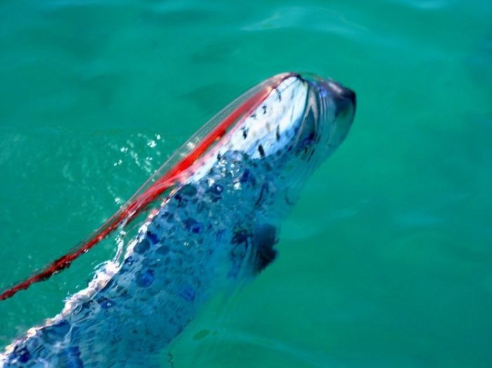 سمكة ” الأورا ” أطول سمكة في العالم Oarfish+%286%29%5B2%5D