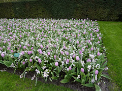 6. 11/4-12 Keukenhof