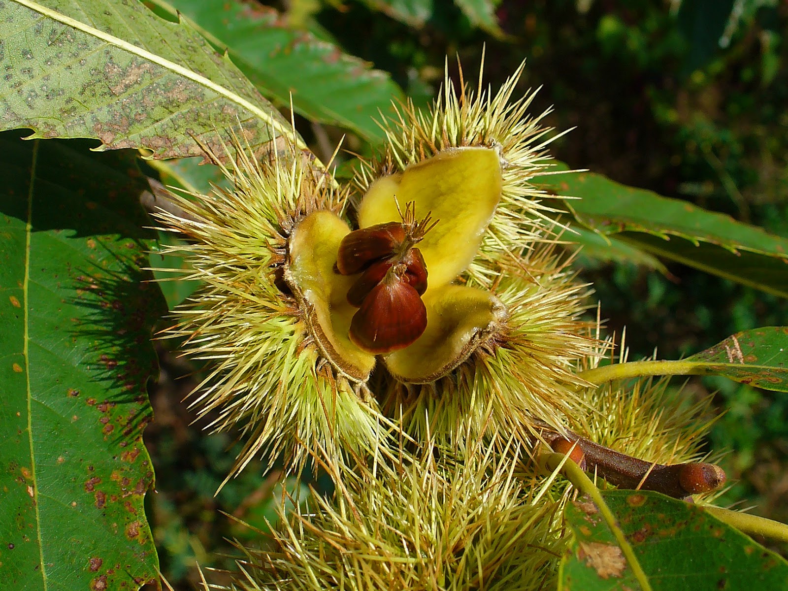 chestnuts in spanish