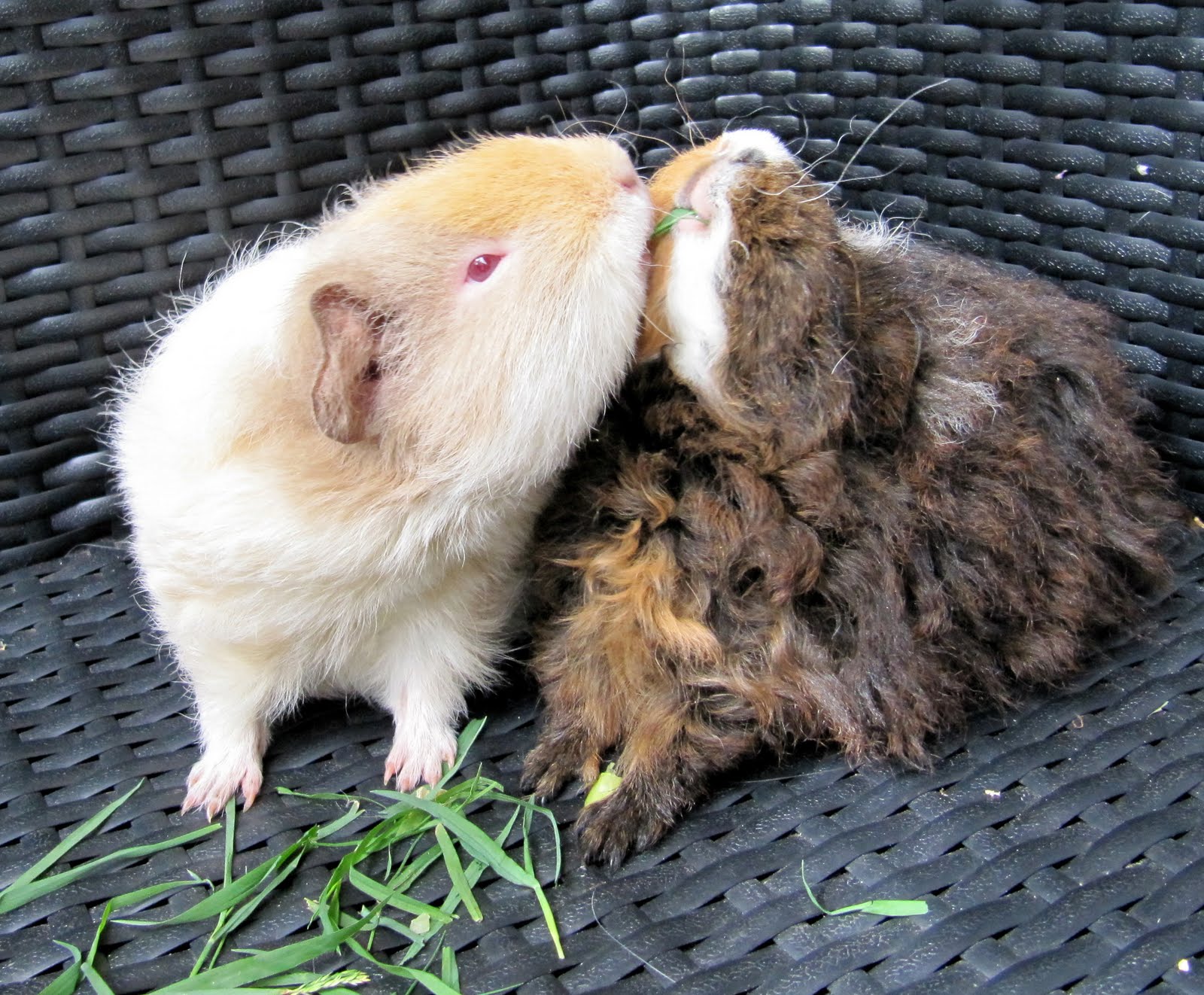 All Things Guinea Pig weigh in