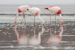 FLAMINGOS