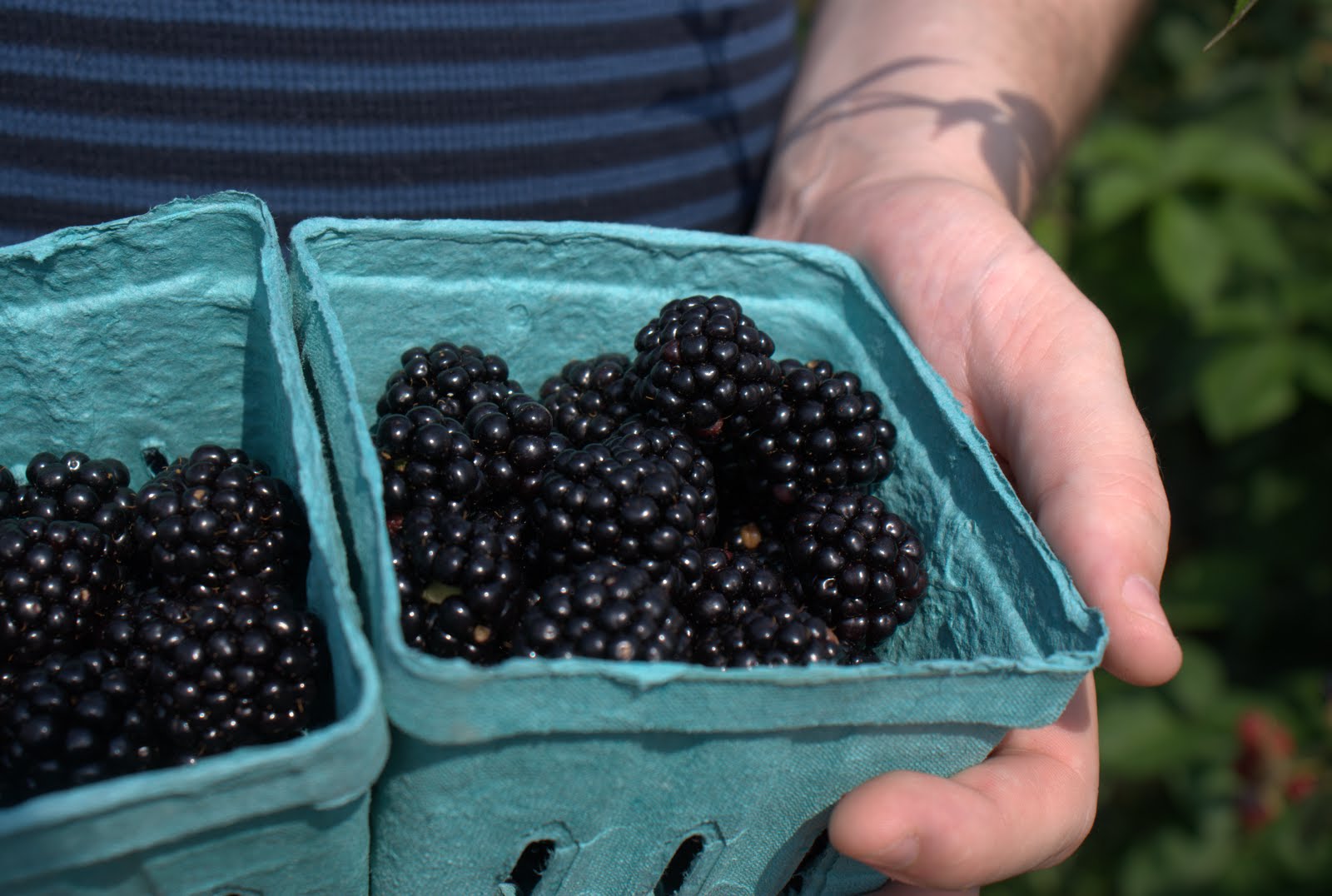 Soused Blueberries Russell Orchards Ipswich, MA