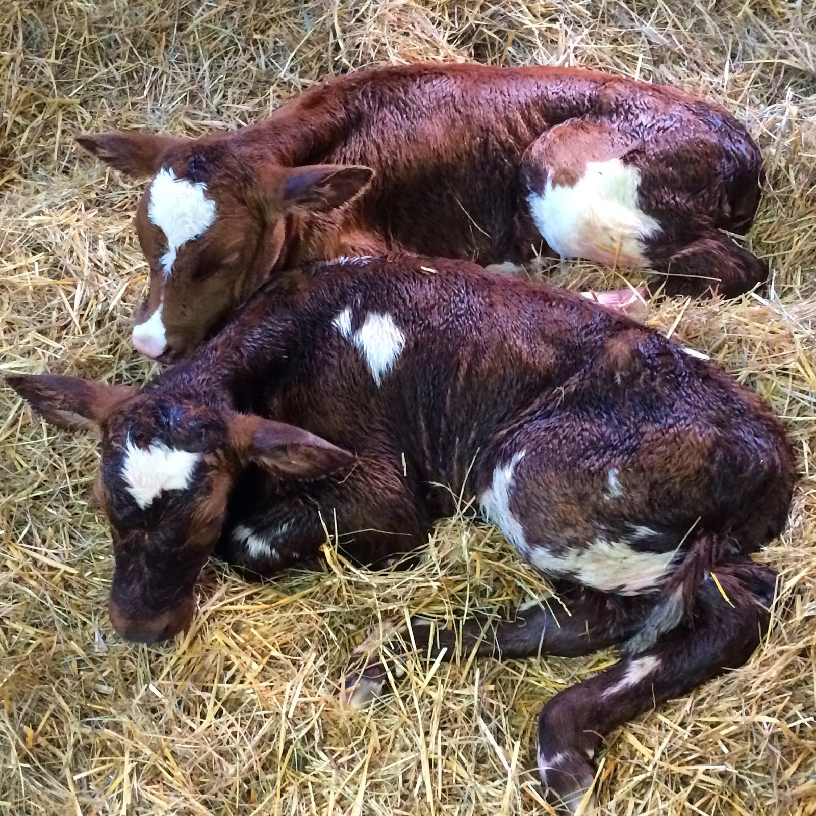 Dairy Good Life Baby Calf Names of 2014