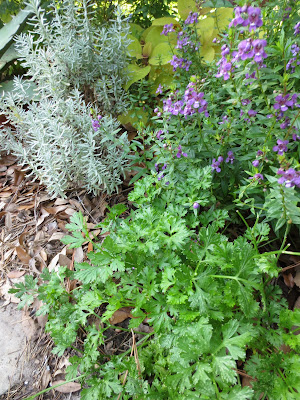 Tropical Texana: GARDEN BOOK REVIEW: THE FRENCH COUNTRY GARDEN