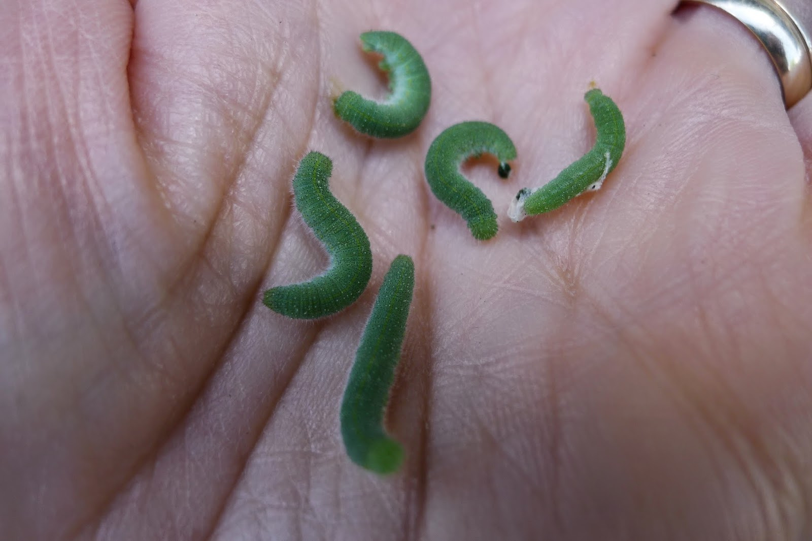 cabbage worms, organic pest control