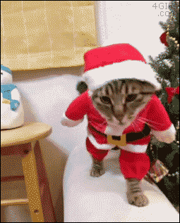 cat gifs, funny cat gif, adorable cats